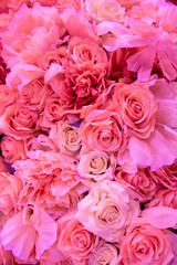 Soft coral pink color Roses Background