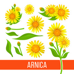 Arnica floral design elements. Set of flowers with leaves, buds and branches. Aromatherapy ingredient, herbal, medical item