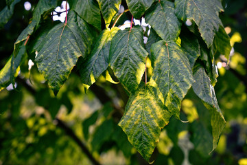 Acer davidii - Davids Schlangenhaut-Ahorn