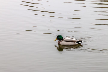 Swimming duck in lake