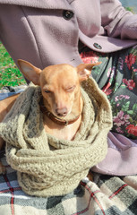 funny toy terrier in clothes