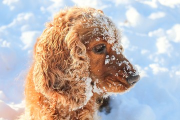 snow cocker spaniel in winter park