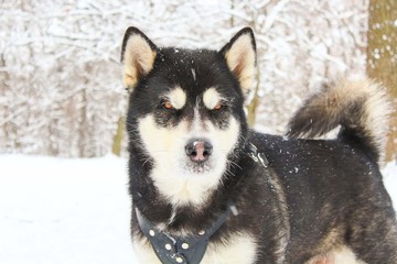 Alaskan Malamute in the winter forest
