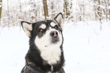 Alaskan Malamute in the winter forest