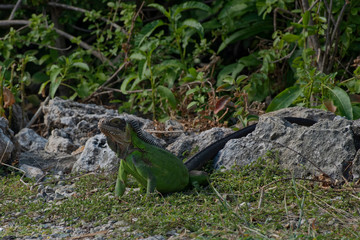 Iguane des petites Antilles (iguana delicatissima)