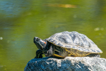 Painted Turtle on a rock