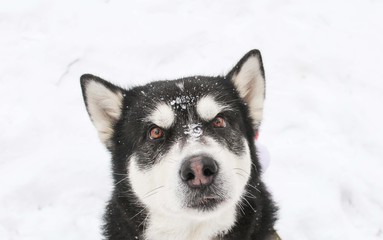 Alaskan Malamute in the winter forest
