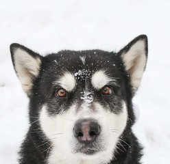 Alaskan Malamute in the winter forest