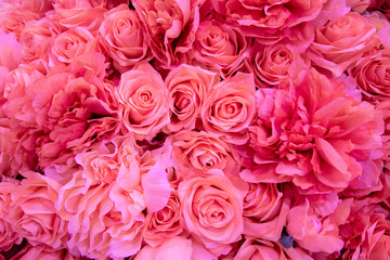 Soft coral pink color Roses Background