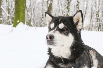 Alaskan Malamute in the winter forest