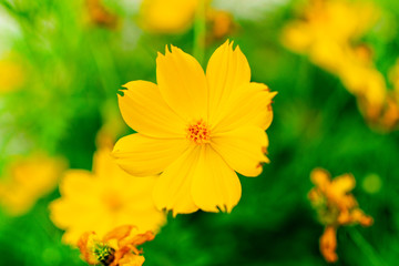 yellow flower in the garden