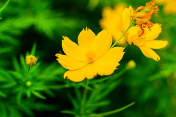 yellow flower on green background