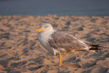 Mewa na bałtyckiej plaży