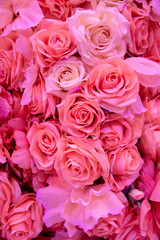 Soft coral pink color Roses Background