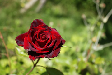 Dark maroon rose, matte, with a black sheen is beautiful and delicate against a background of blurred green.