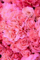 Soft coral pink color Roses Background