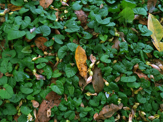 Ivy's floor