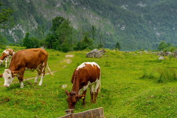 Fototapeta na wymiar Cows on a green mountain meadow high, with high mountains in the background