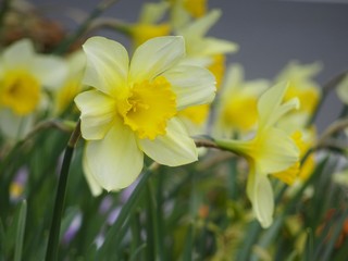 ..黄色いスイセン／Narcissus