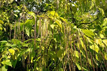 Catalpa speciose - Prächtiger Trompetenbaum