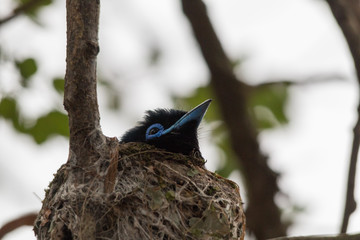 African paradise flycatcher, Swaziland