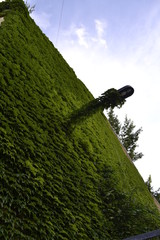 город зелень