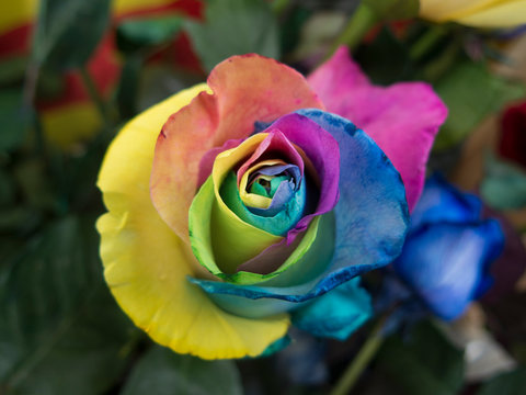 Rainbow roser close up
