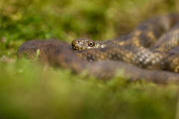 Dice snake Natrix tessellata in Czech Republic
