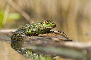 The marsh frog Pelophylax ridibundus in Czech Republic