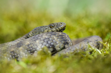 Dice snake Natrix tessellata in Czech Republic