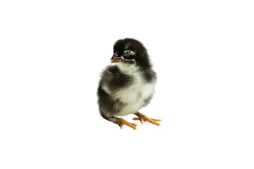 Cute little black and yellow French Copper Maran chicken / chick isolated over a white background.