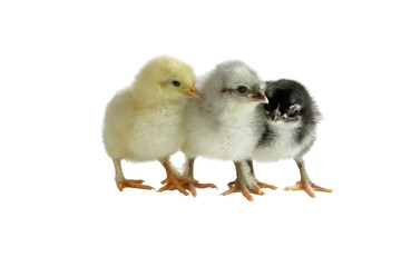 Obraz premium Three color variants of the French Copper Maran chickens / chicks cuddling together and isolated over a white background. Splash, Blue and Black