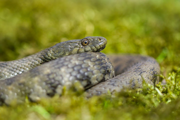 Dice snake Natrix tessellata in Czech Republic