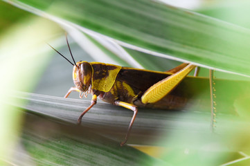 grasshopper on leaf
