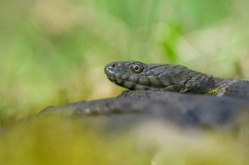 Dice snake Natrix tessellata in Czech Republic