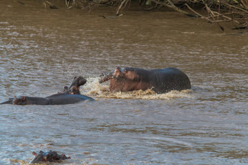 Fototapeta premium Hippopotamus in the river, South Africa
