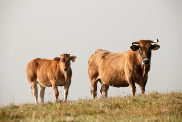 Cows on green meadow