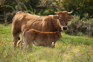 Cows on green meadow