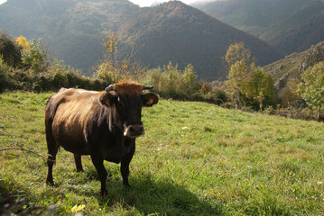 Fototapeta premium Cows on green meadow