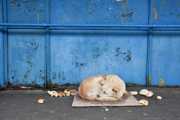 Waif dog sleeping on a wet cardboard by the old neglected blue metal wall of a bus station, hunks of bread spread around, winter day, Sofia City, Bulgaria