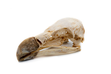 Naklejka premium Griffon Vulture (Gyps fulvus), bird skull with white background