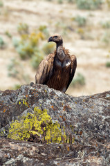 Group of Griffon Vulture (Gyps fulvus) perched on rocks with yellow flowers