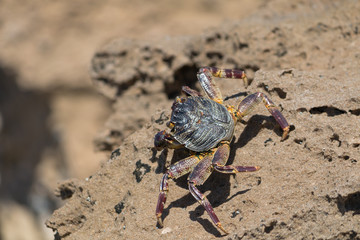 Crab on the rocks, South Africa