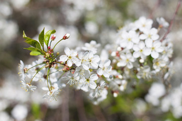 Spring cherry bloom close up, macro, blossom, blurred abstract bokeh nature backgroud