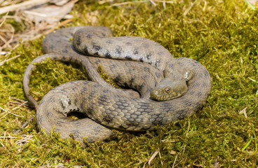 Dice snake Natrix tessellata in Czech Republic