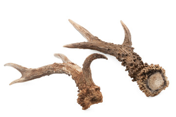 Roe deer (Capreolus capreolus), adult male horns with white background