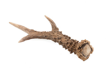 Roe deer (Capreolus capreolus), adult male horns with white background