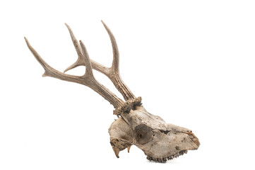 Roe deer (Capreolus capreolus), mammal skull and horns, white background