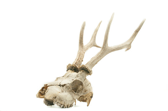 Roe deer (Capreolus capreolus), mammal skull and horns, white background