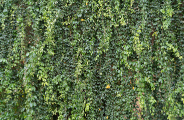 Fototapeta na wymiar Green leaves pattern